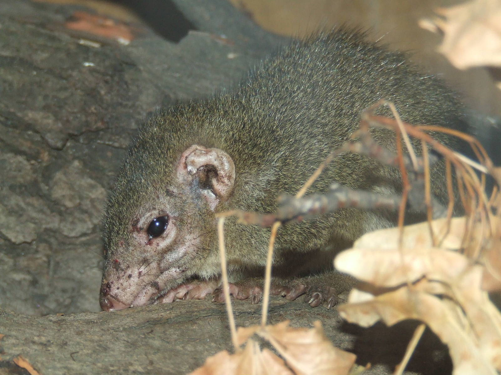 Northern tree shrew @ Budapest Zoo
