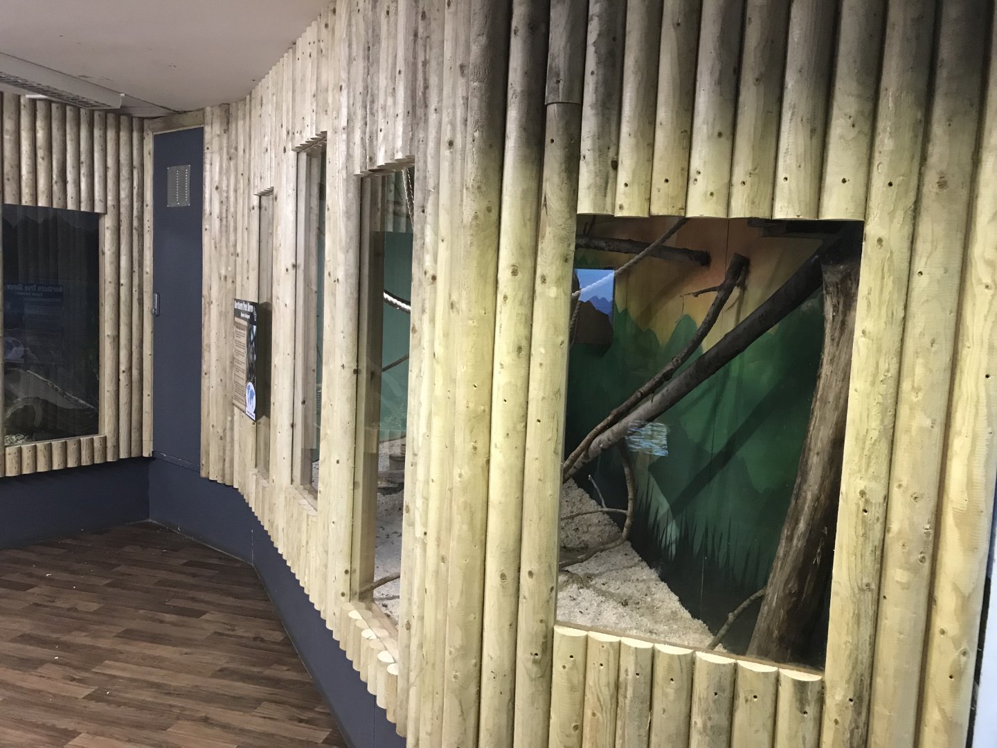 Northern Tree Shrew exhibit 241118