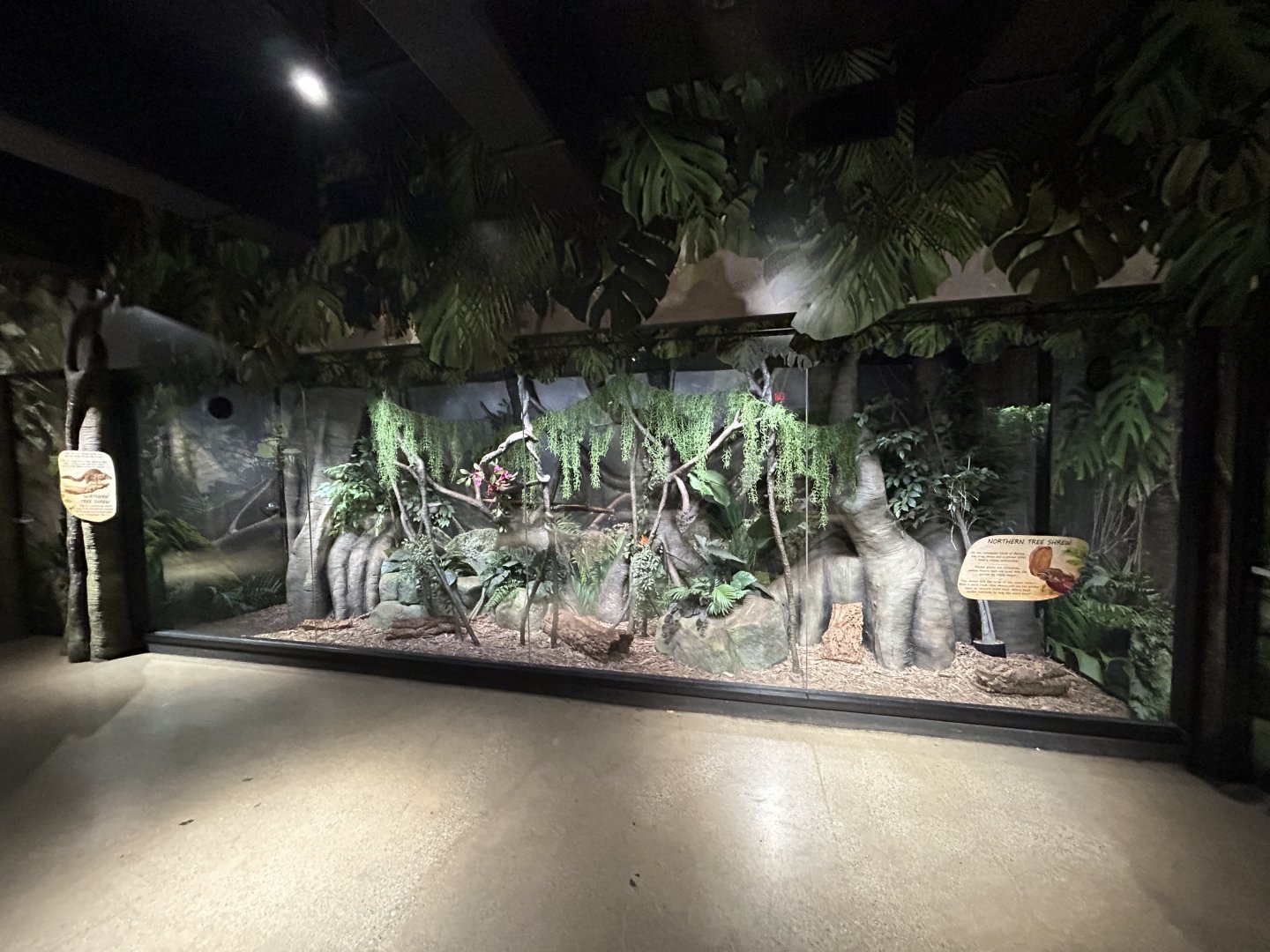 Northern Tree Shrew Exhibit - Asian Trek