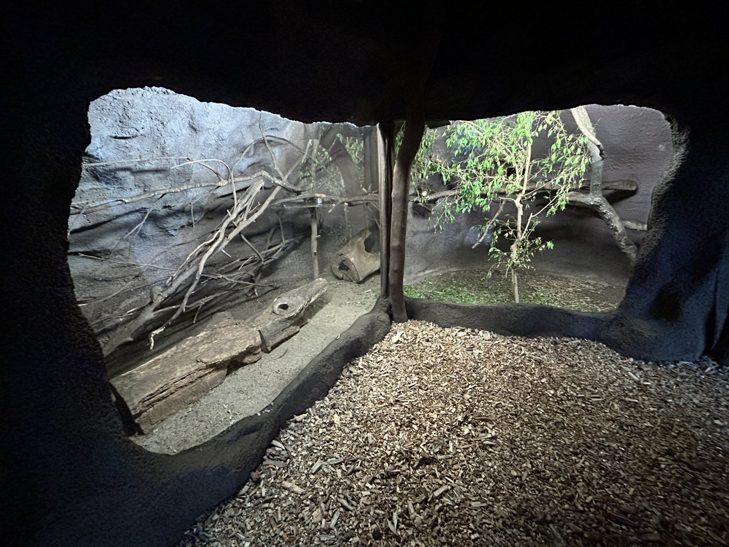 Northern Tree Shrew Exhibit - Indonesian Jungle Pavillon