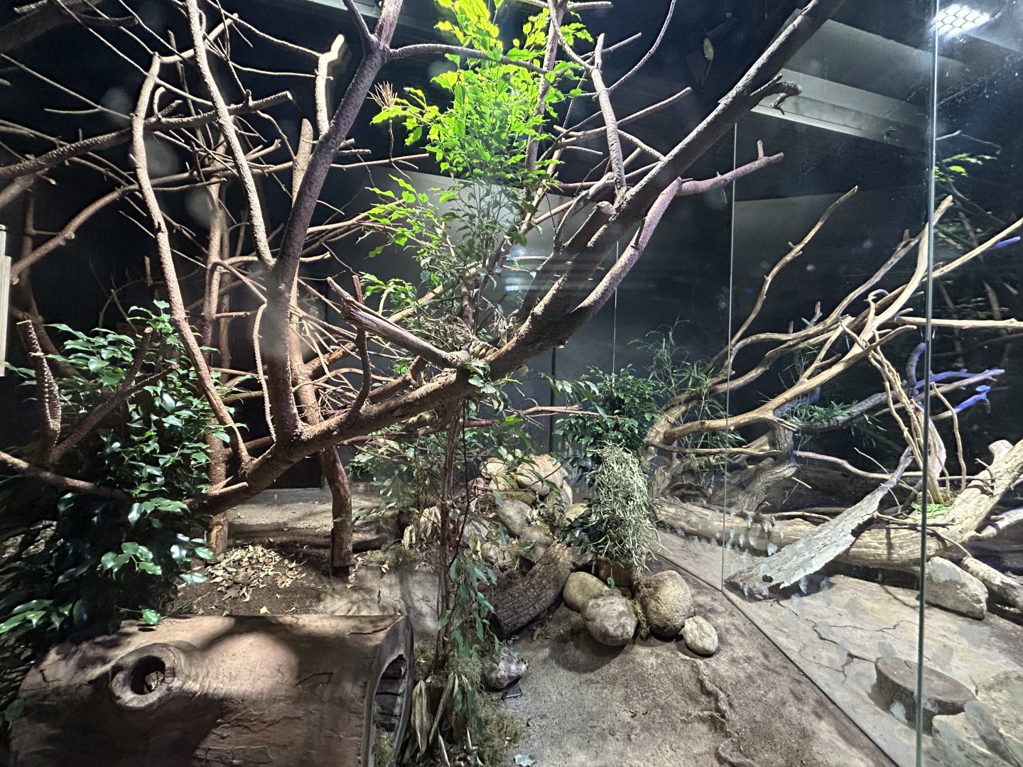 Northern Tree Shrew Exhibit - Rat House