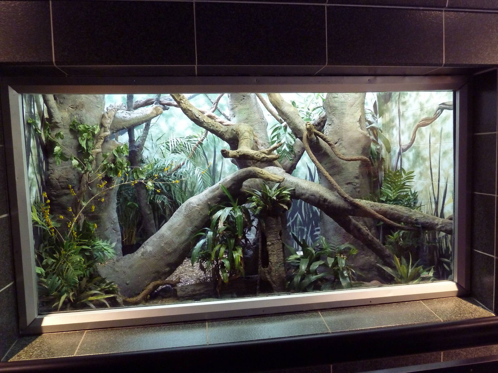 Northern Tree Shrew Exhibit