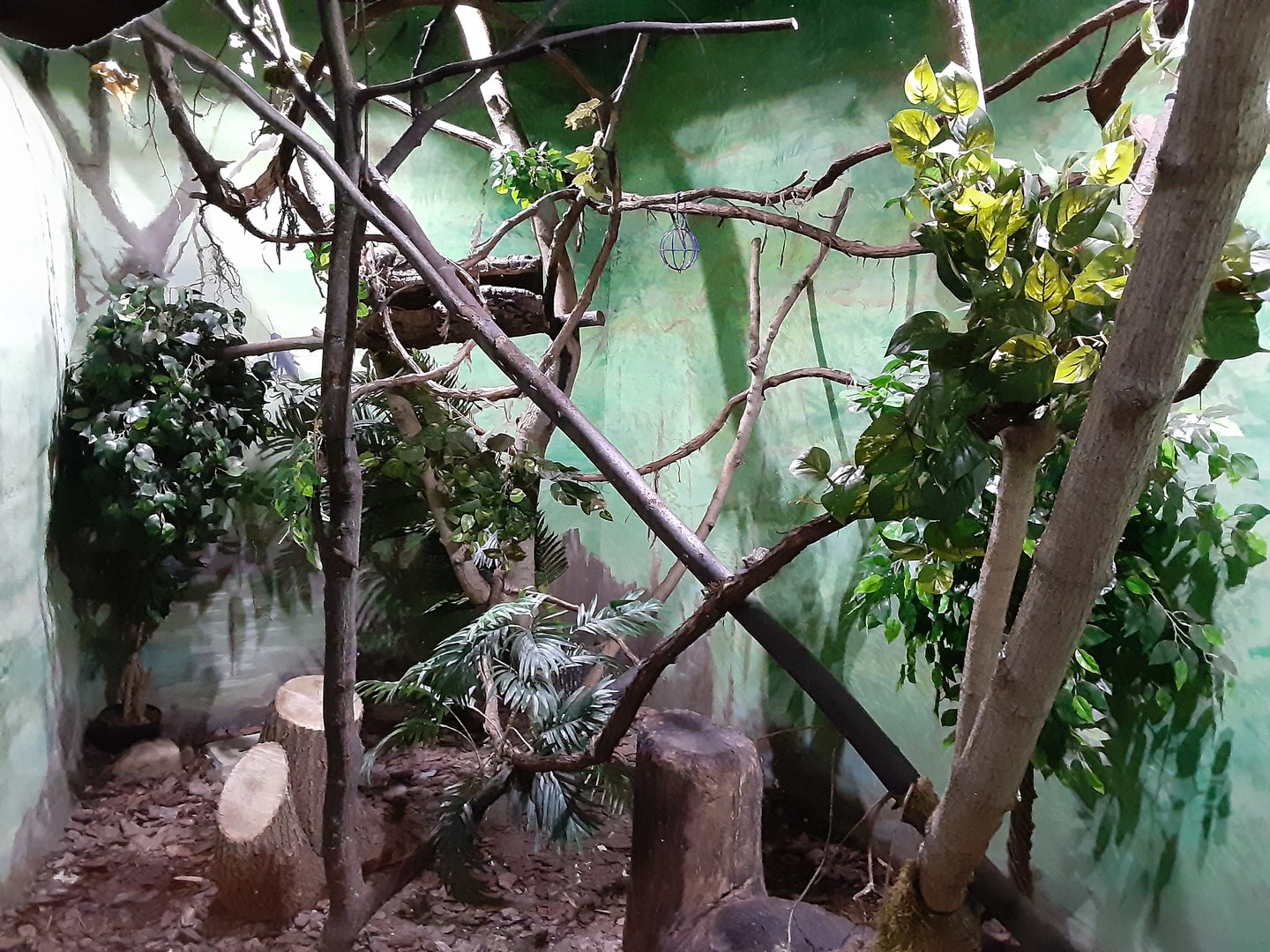 Northern Tree Shrew Exhibit