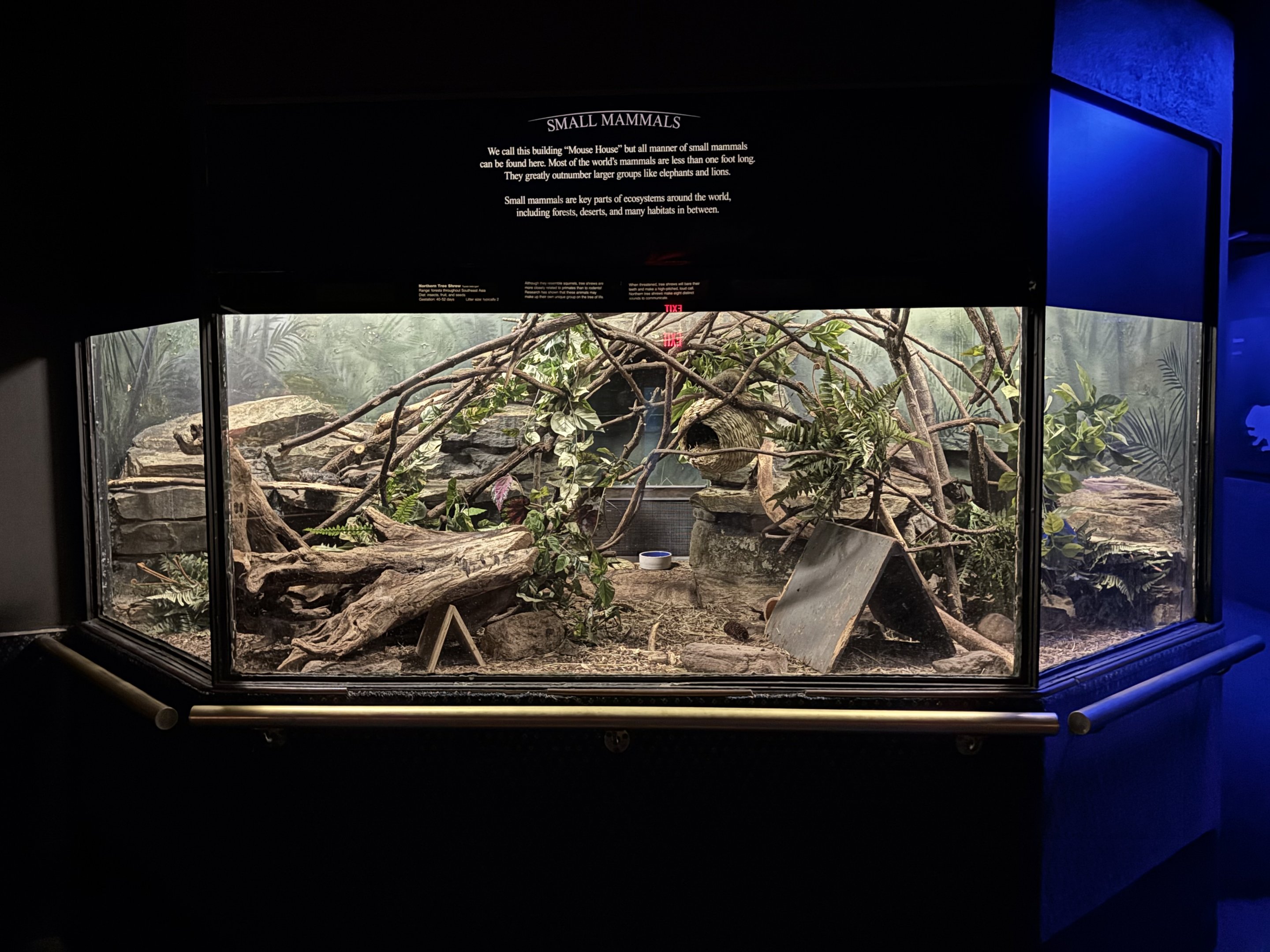 Northern Tree Shrew Exhibit