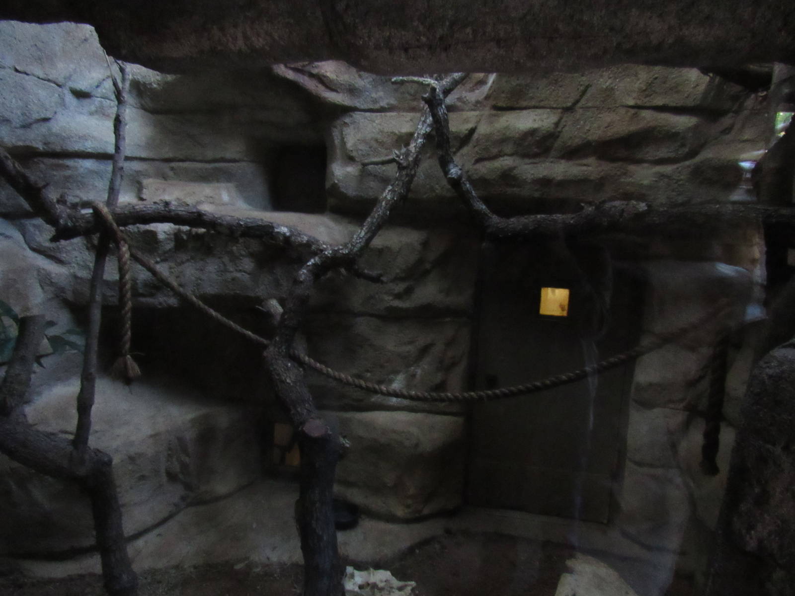 Northern Tree Shrew Habitat