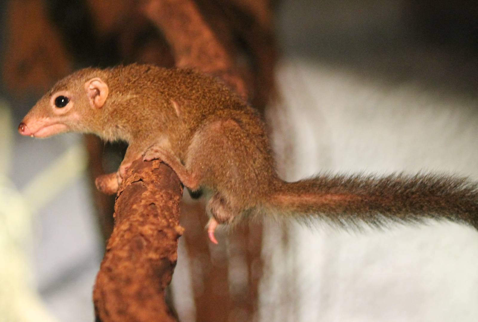 Northern tree shrew - I think it is a male
