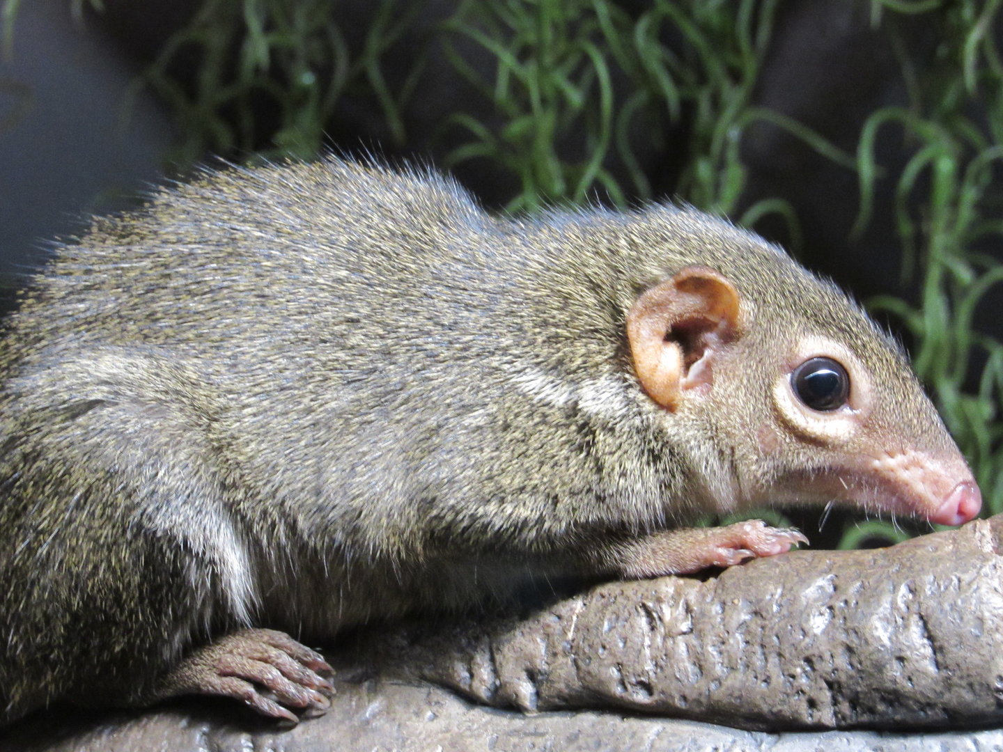 Northern Tree Shrew, Indonesian Rainforest