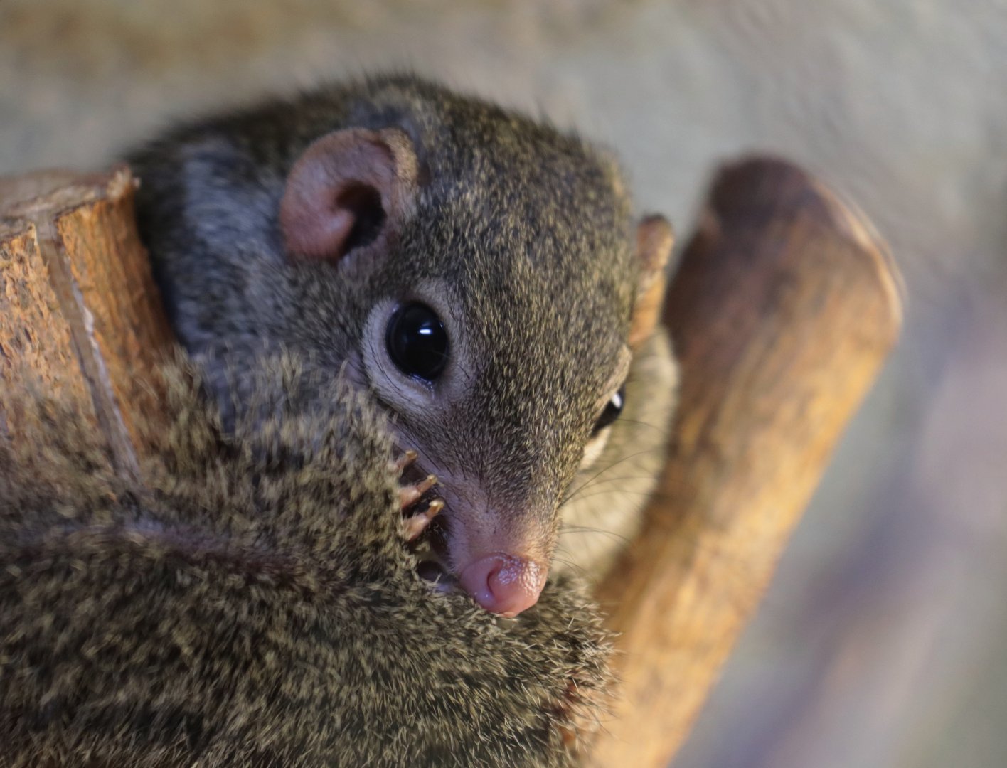 Northern Tree Shrew - Potter Park Zoo - 05/20/19
