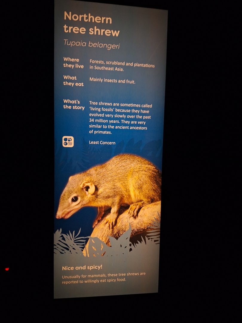 Northern Tree Shrew signage- 6th January 2025