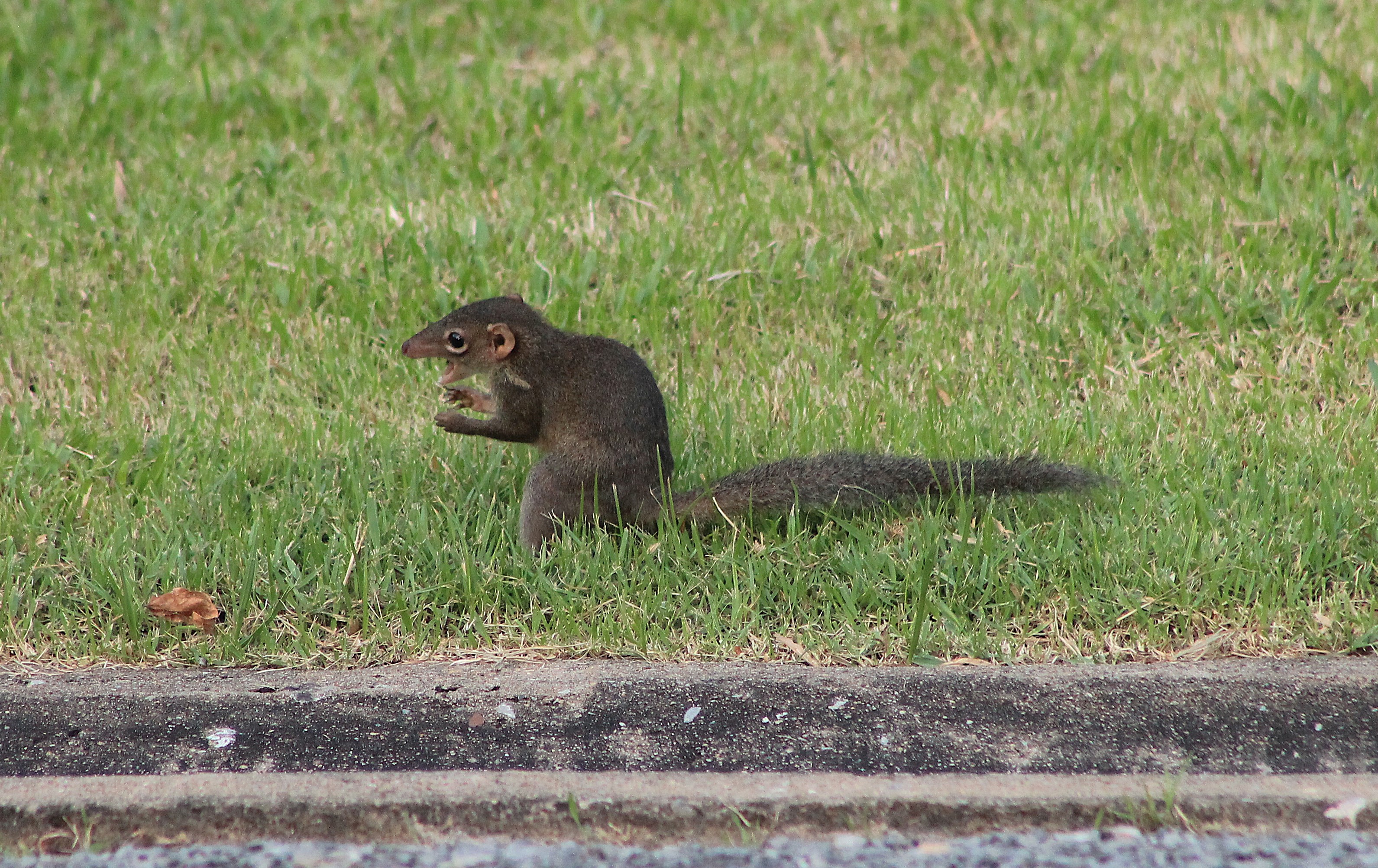Northern Tree Shrew (Tuapia belangeri)