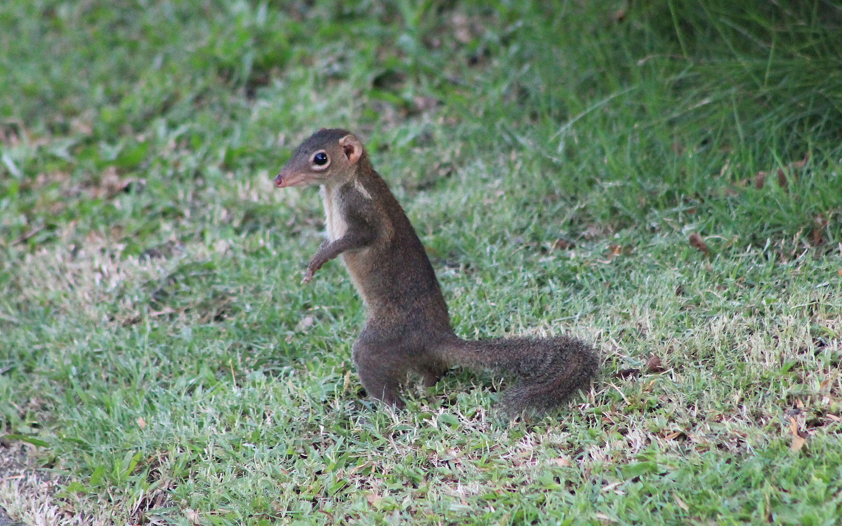 Northern Tree Shrew (Tuapia belangeri)