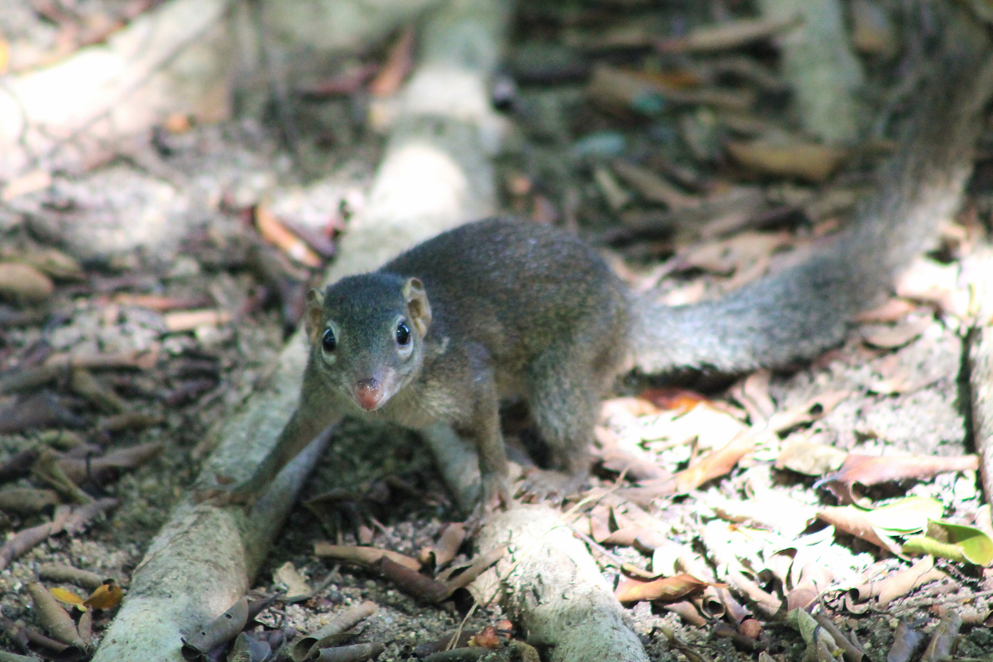 Northern Tree Shrew (Tuapia belangeri)