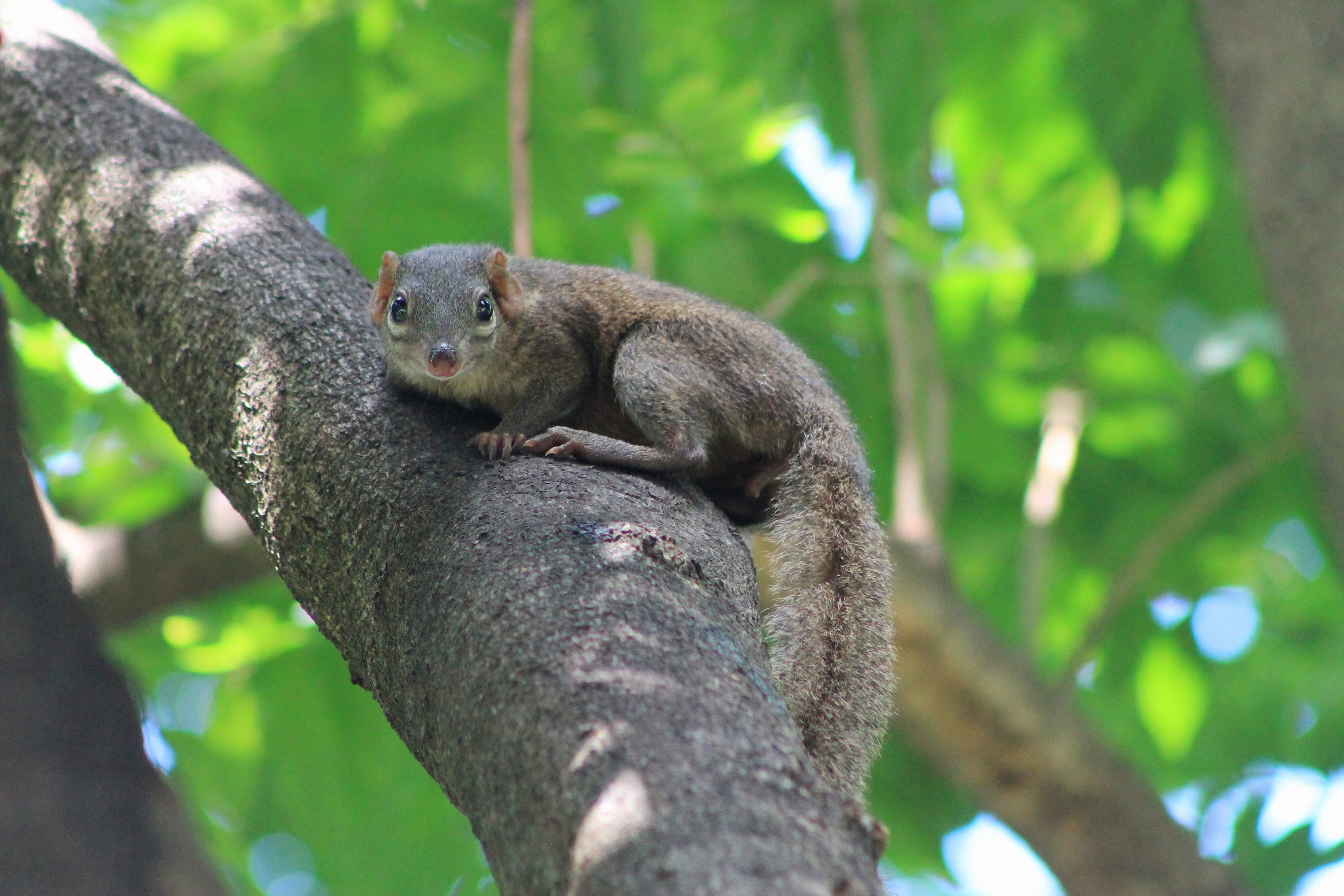 Northern Tree Shrew (Tuapia belangeri)