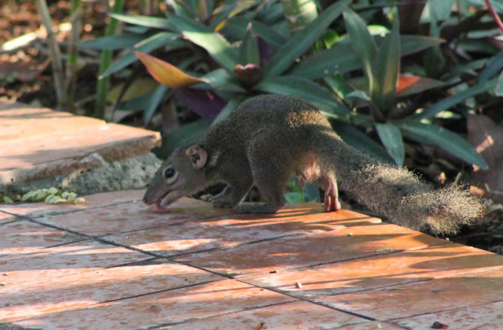 Northern tree-shrew (Tupaia belangeri)