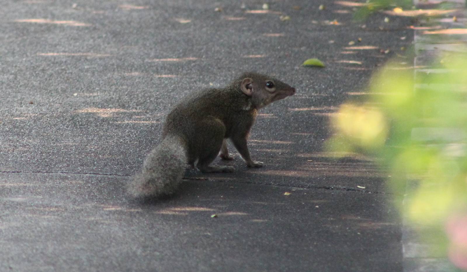 Northern tree-shrew (Tupaia belangeri)
