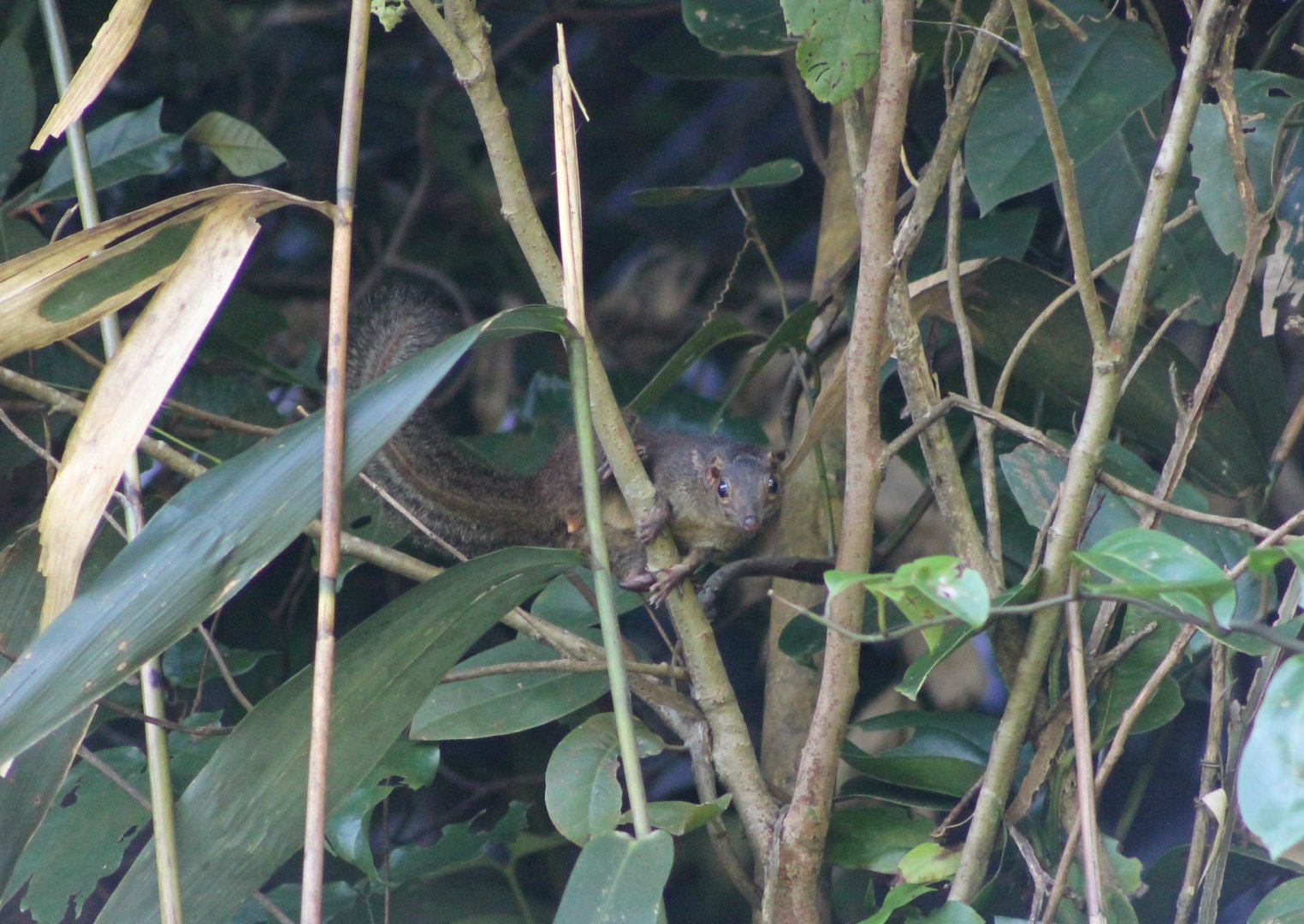 Northern Tree Shrew (Tupaia belangeri)