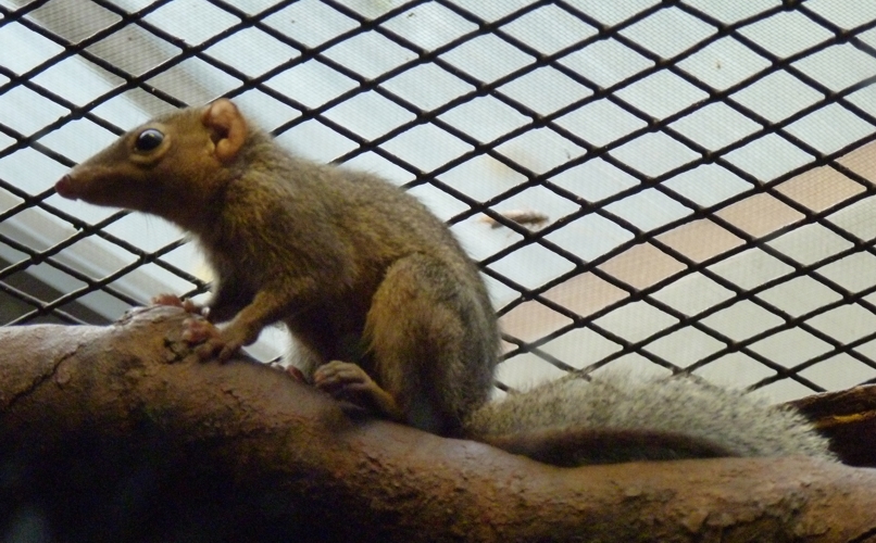 Northern tree shrew (Tupaia belangeri)