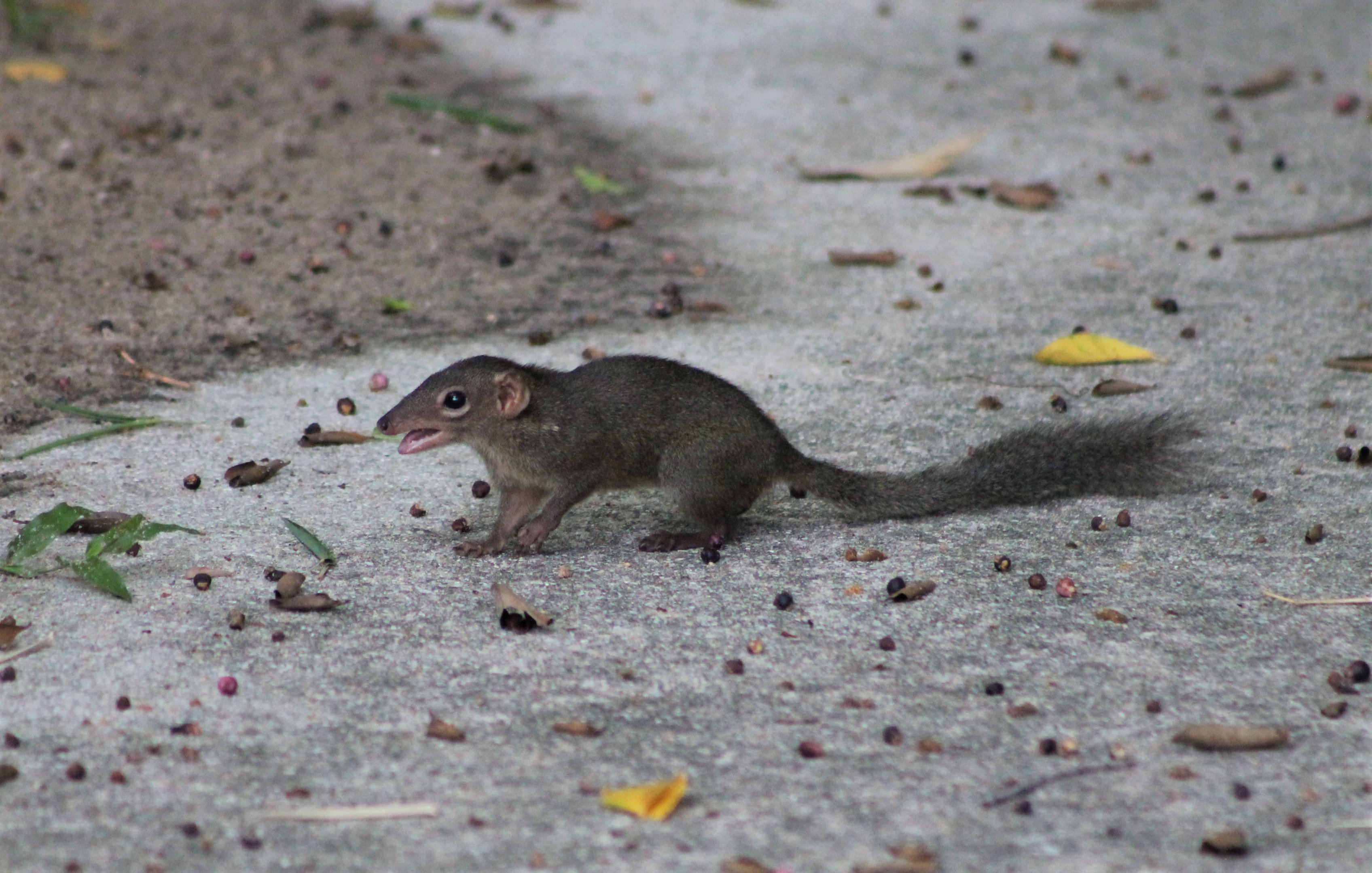 Northern Tree Shrew (Tupaia belangeri)