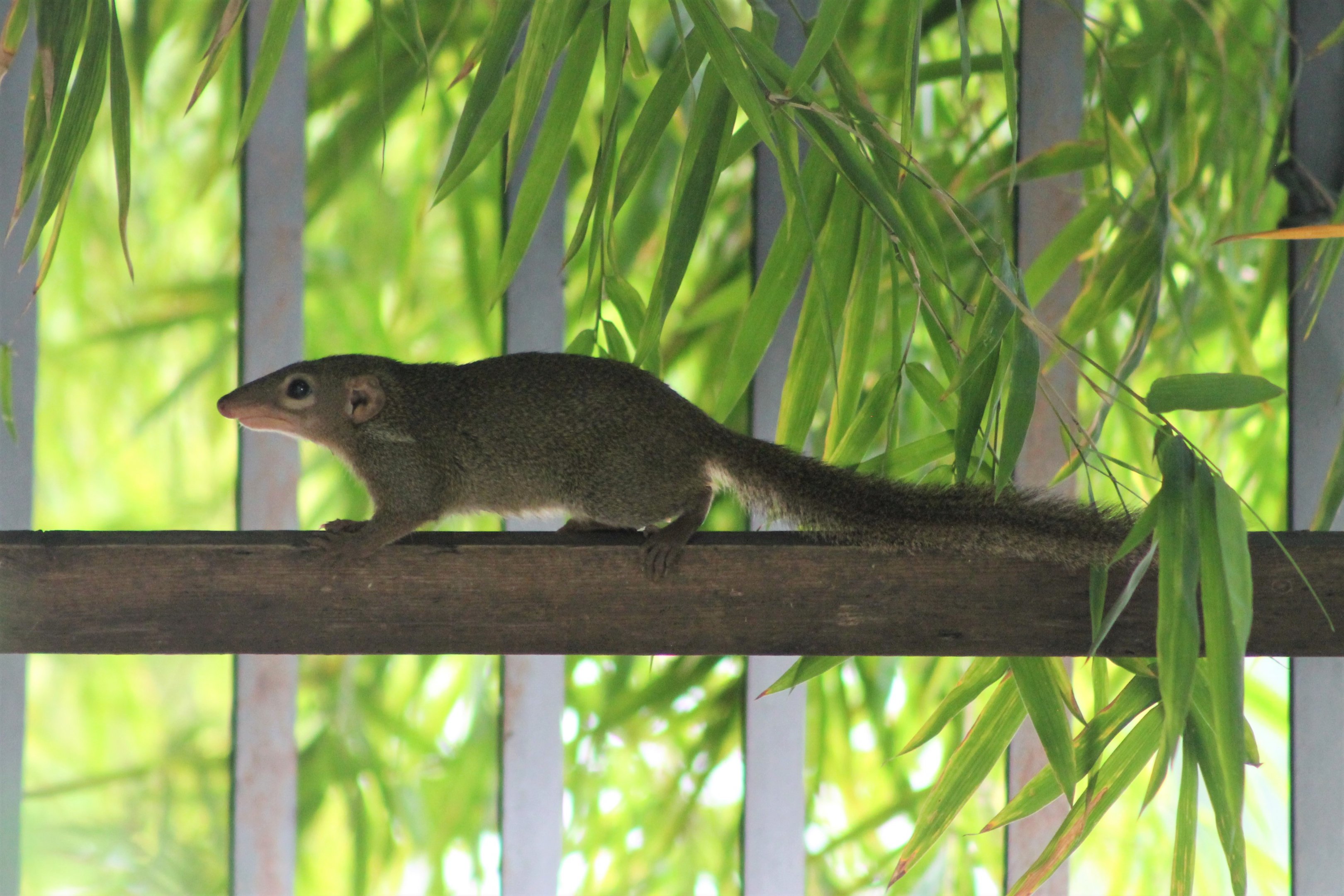 Northern Tree Shrew (Tupaia belangeri)