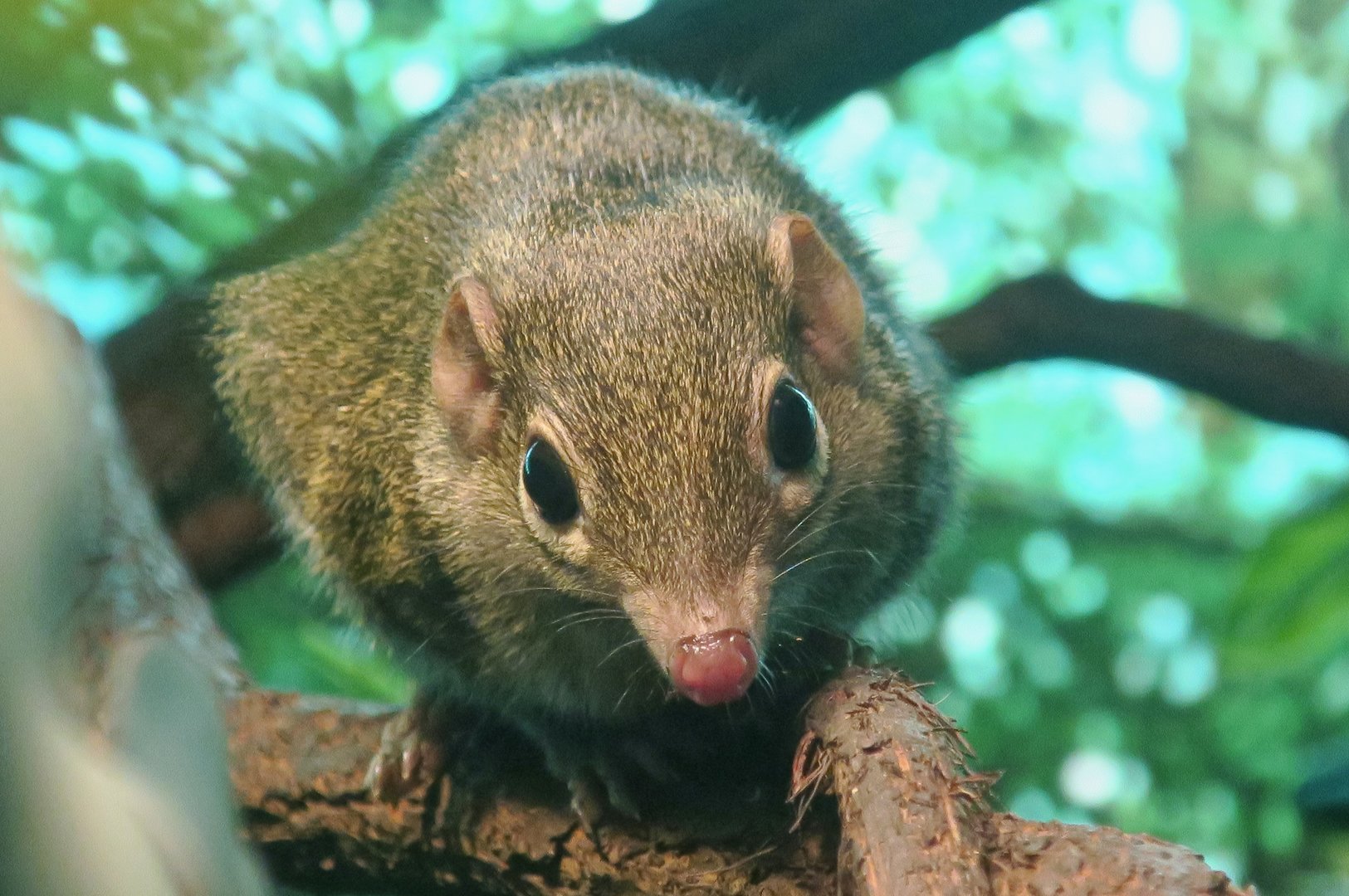 Northern Tree Shrew (Tupaia belangeri)