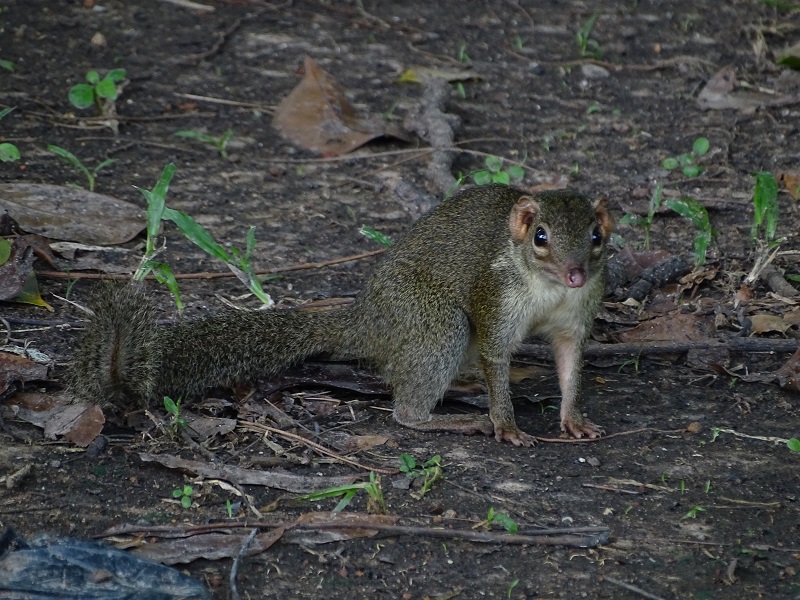 Northern tree shrew (Tupaia belangeri)