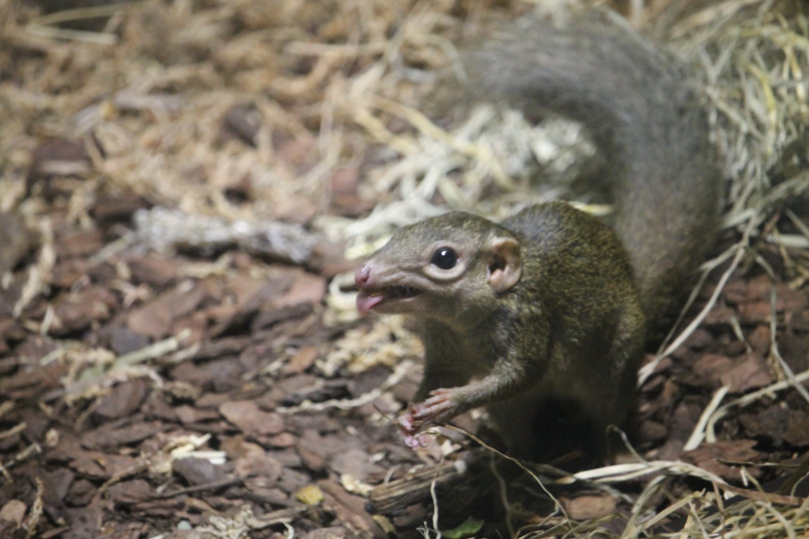 Northern Tree Shrew (Tupaia belangeri)