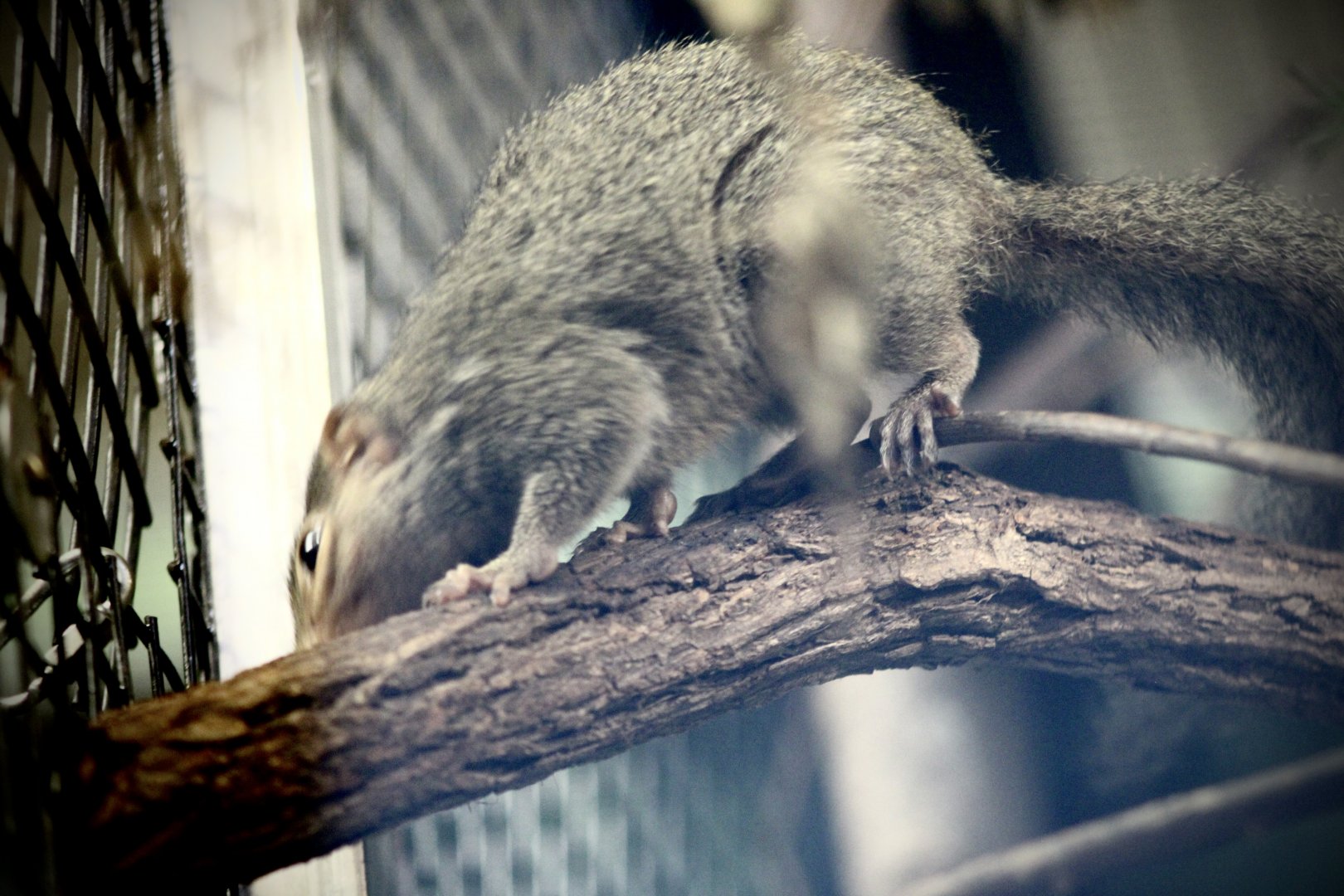 Northern Tree Shrew (Tupaia belangeri)