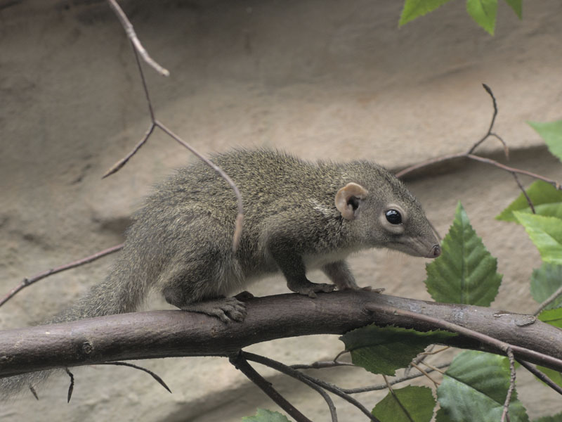 Northern tree shrew
