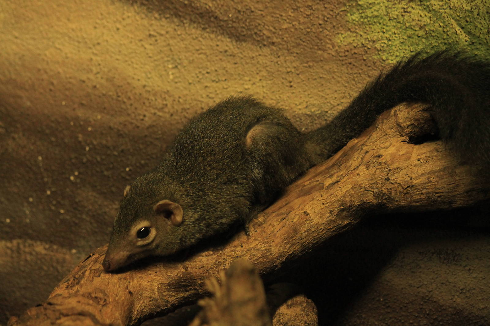 Northern Tree Shrew