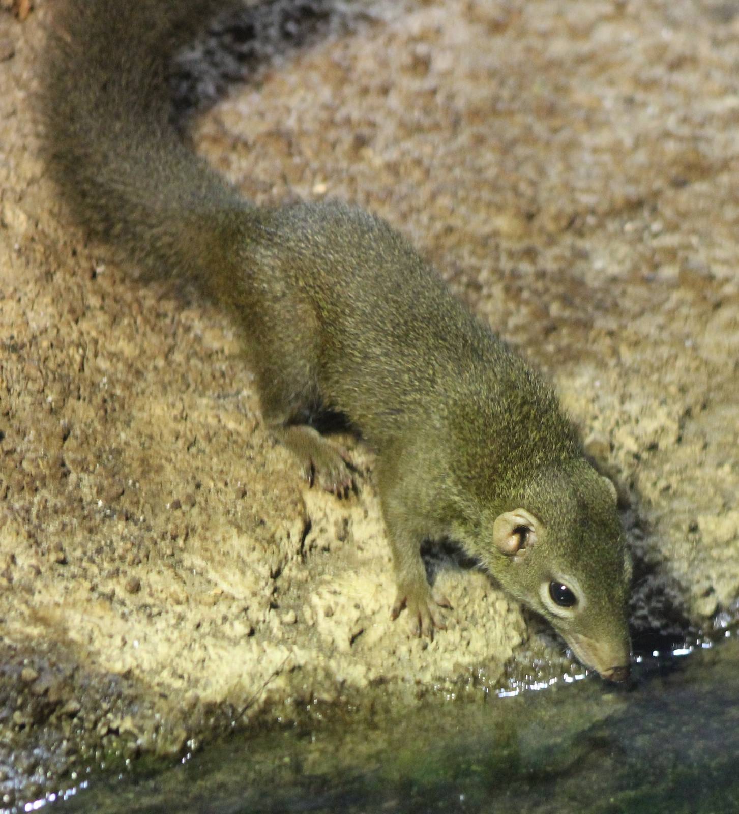 Northern tree shrew