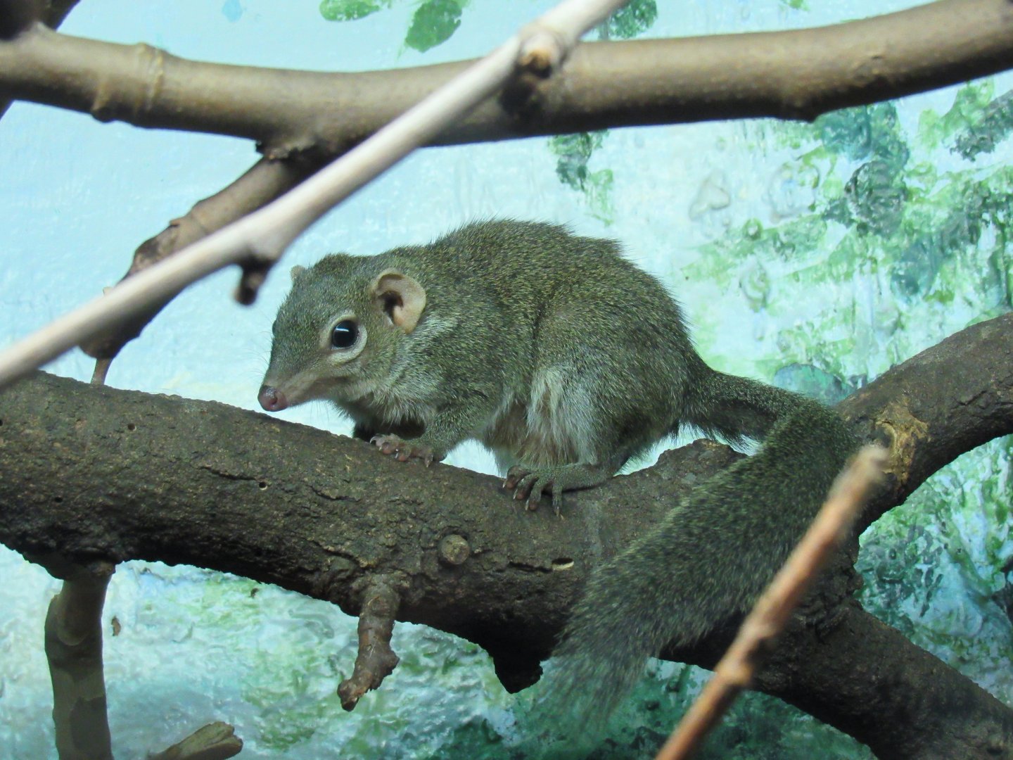 Northern tree shrew