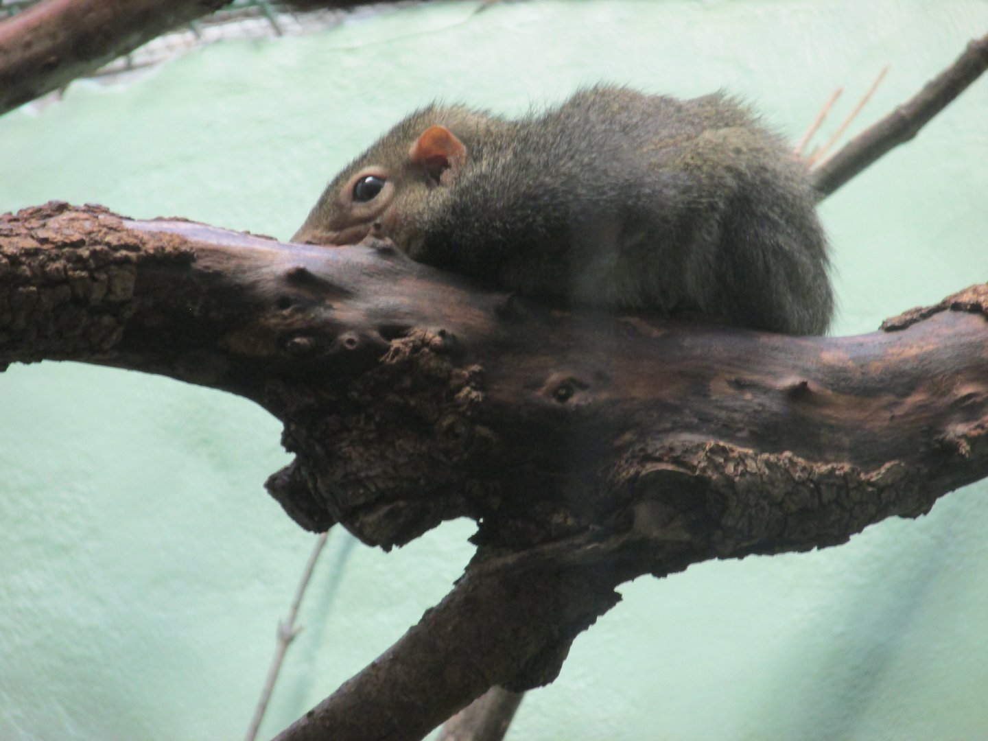 northern tree shrew