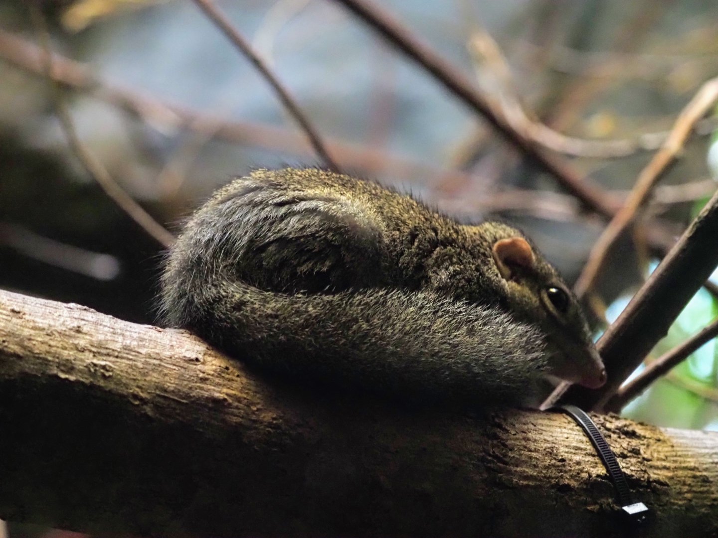 Northern tree shrew