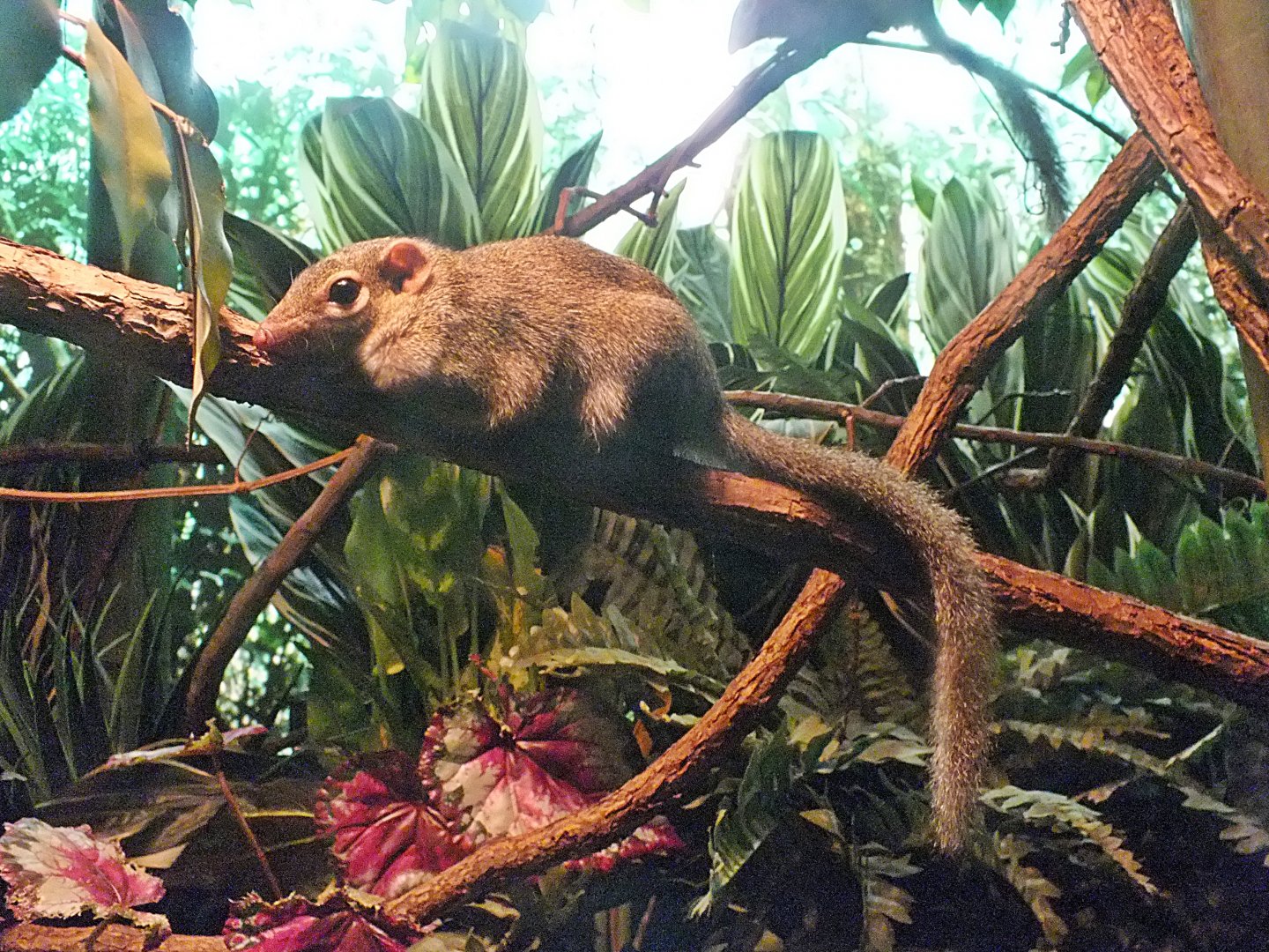 Northern tree shrew