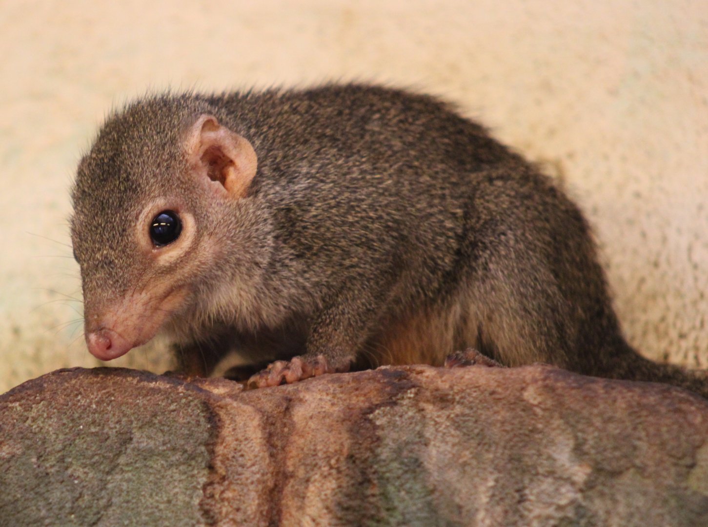 Northern tree-shrew