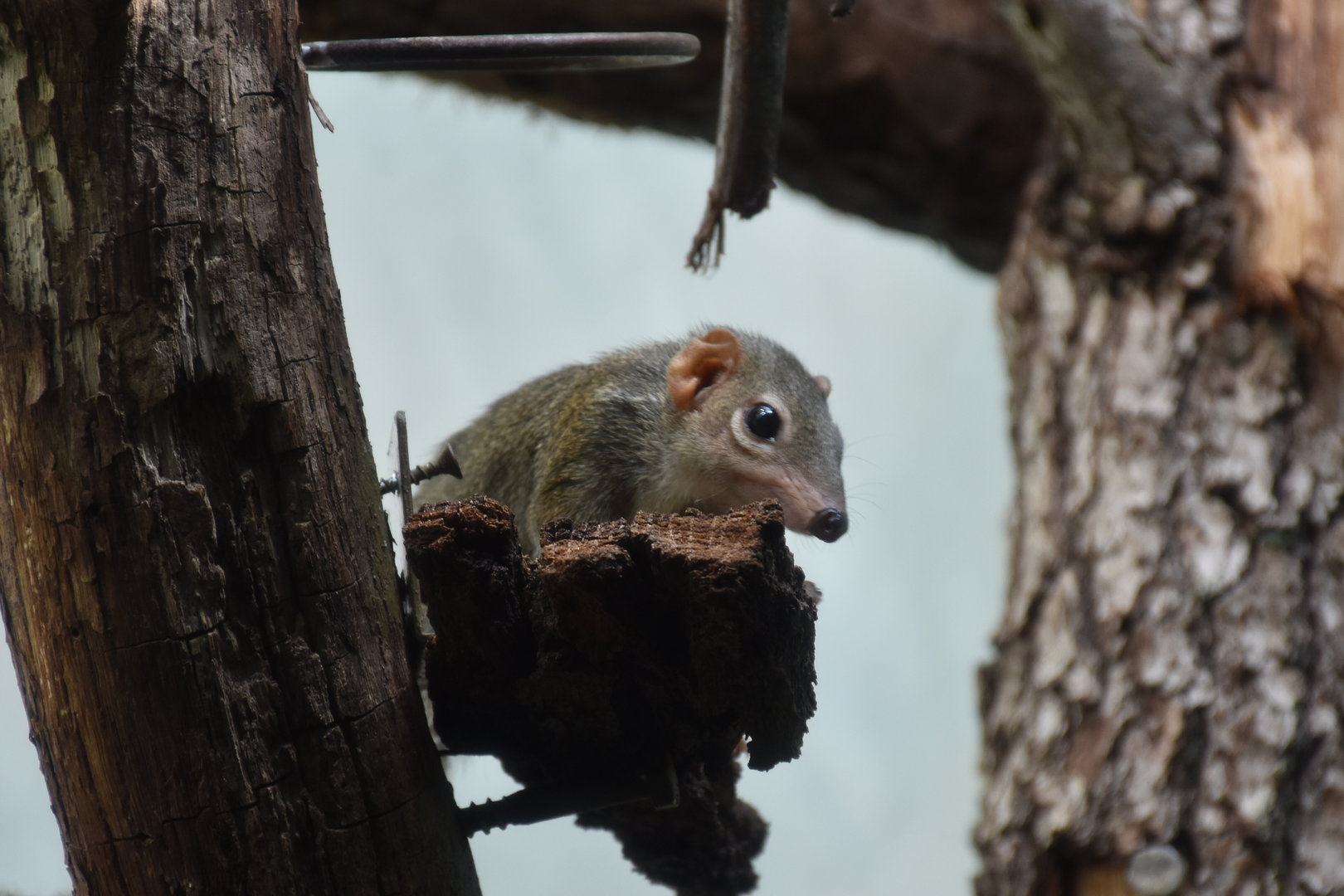 Northern tree shrew