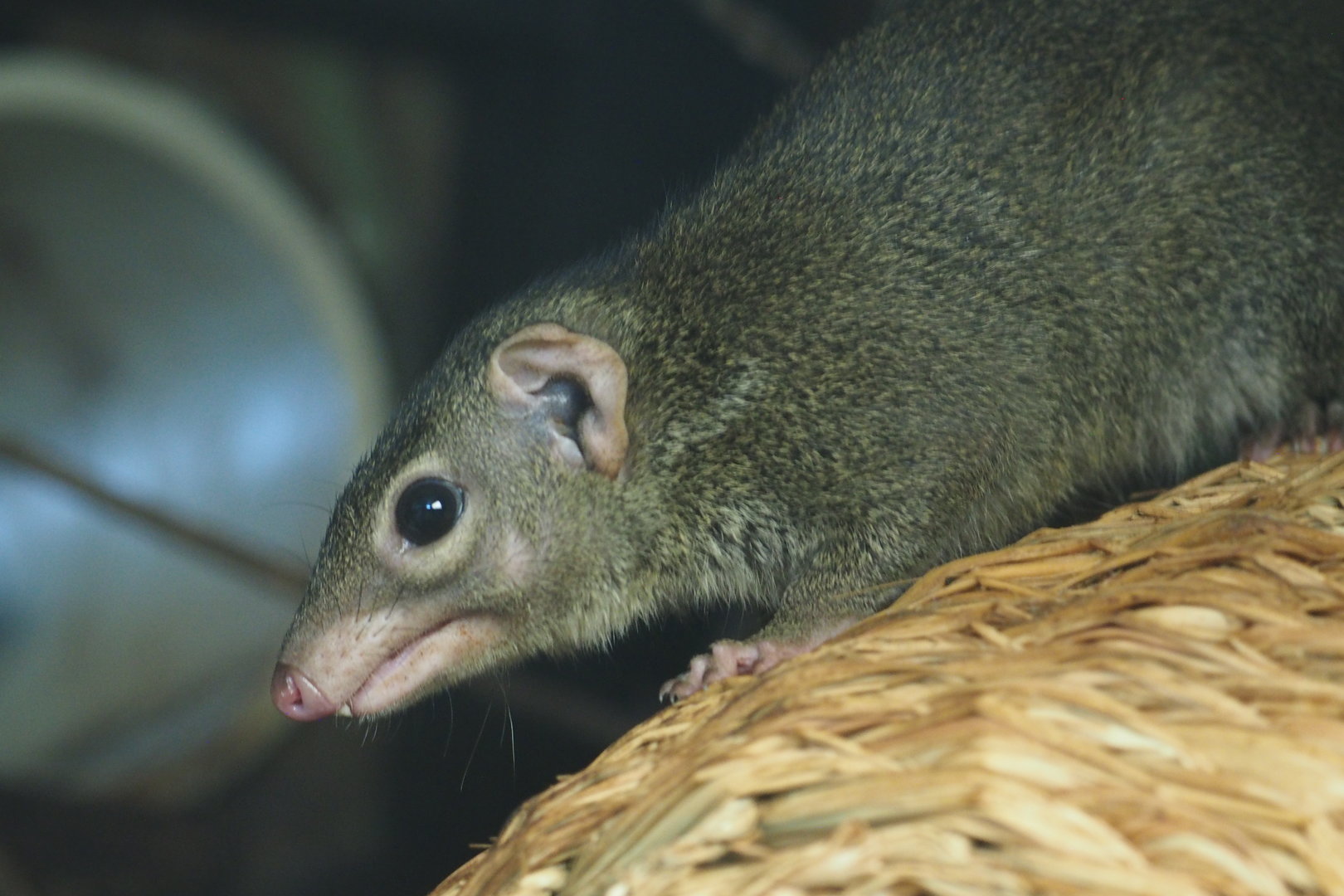 Northern Tree Shrew