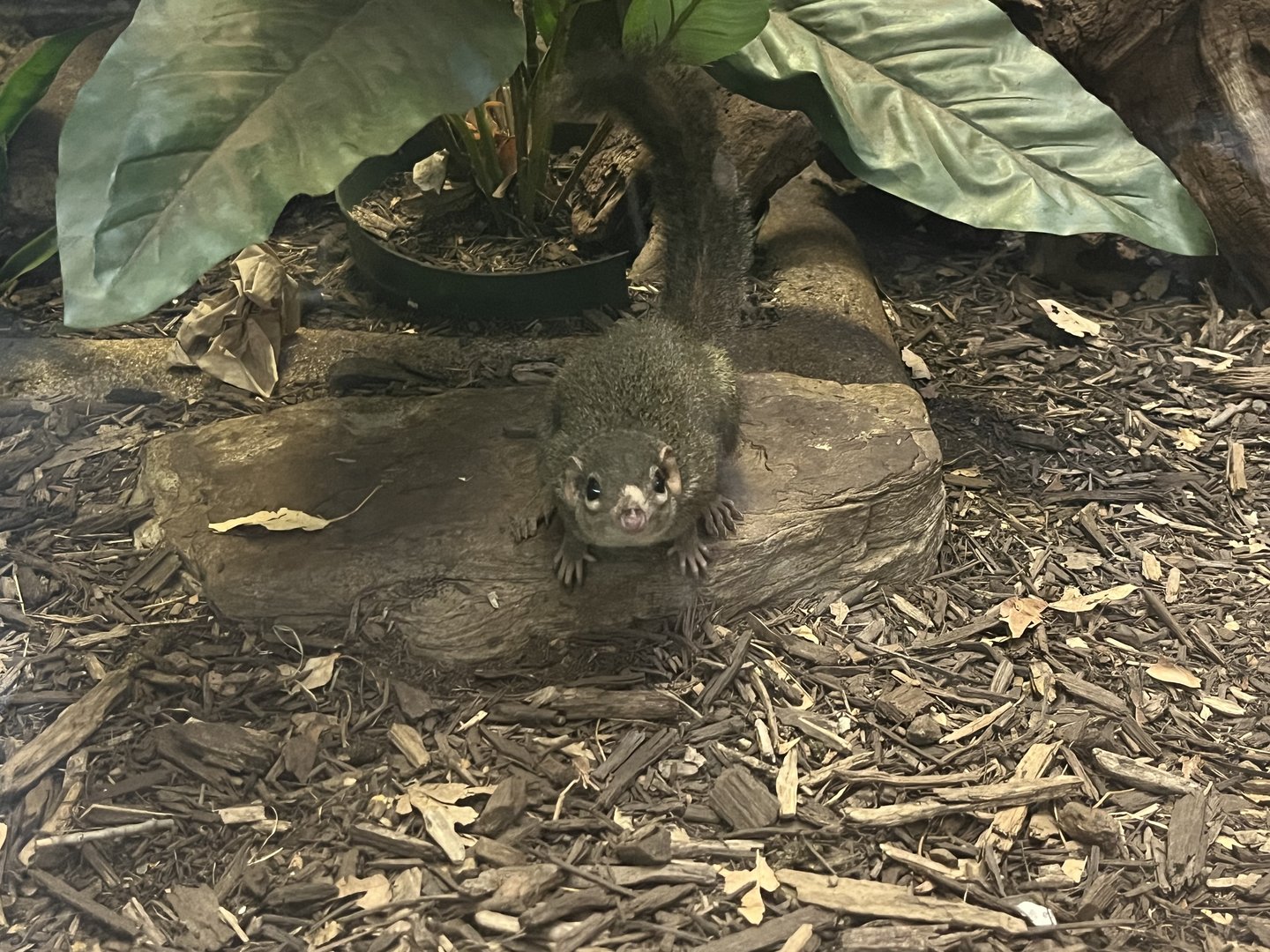 Northern Tree Shrew