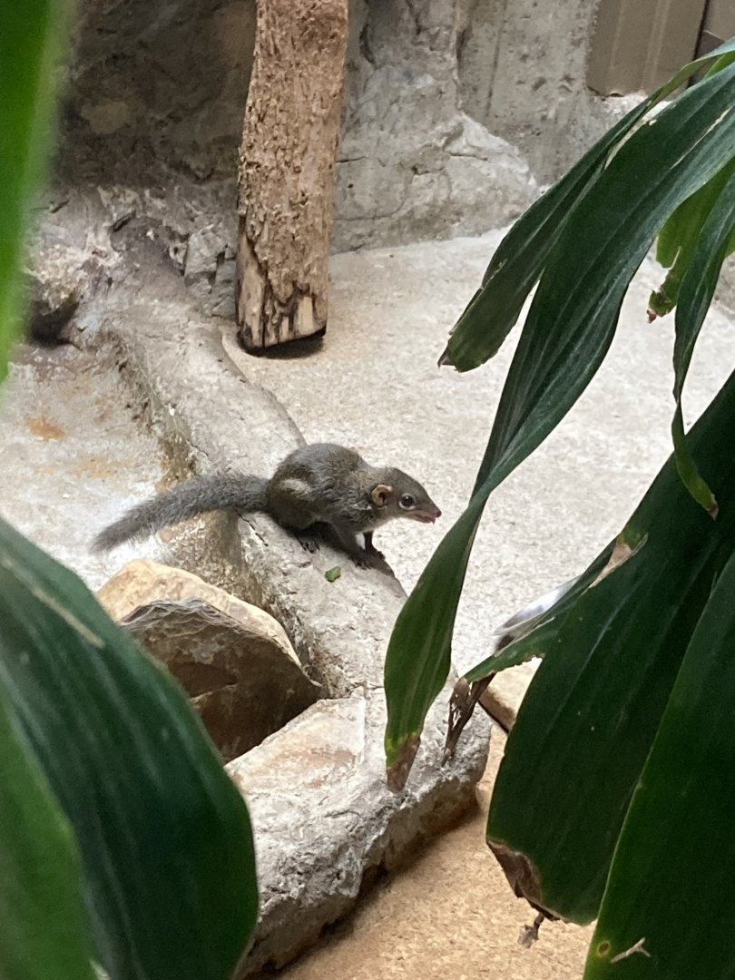 Northern tree shrew