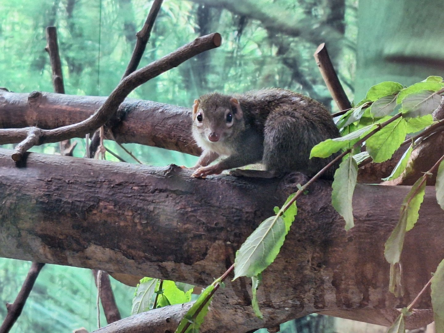 Northern Tree Shrew