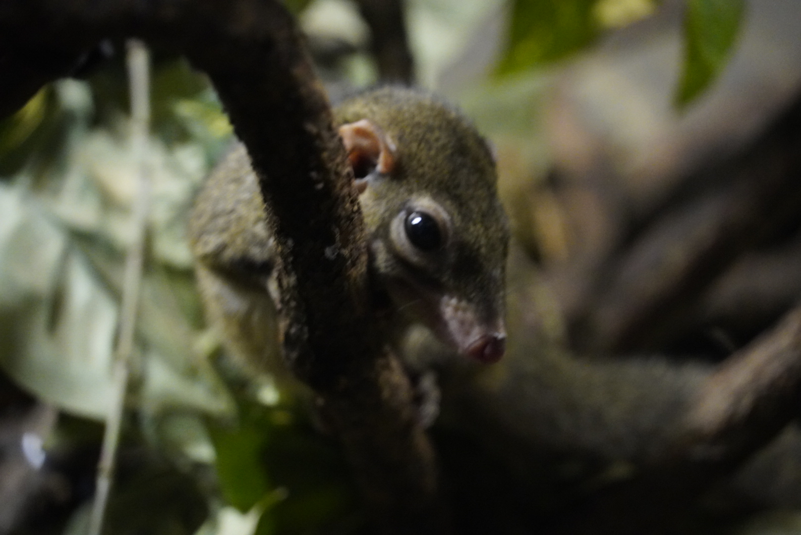 Northern Tree Shrew