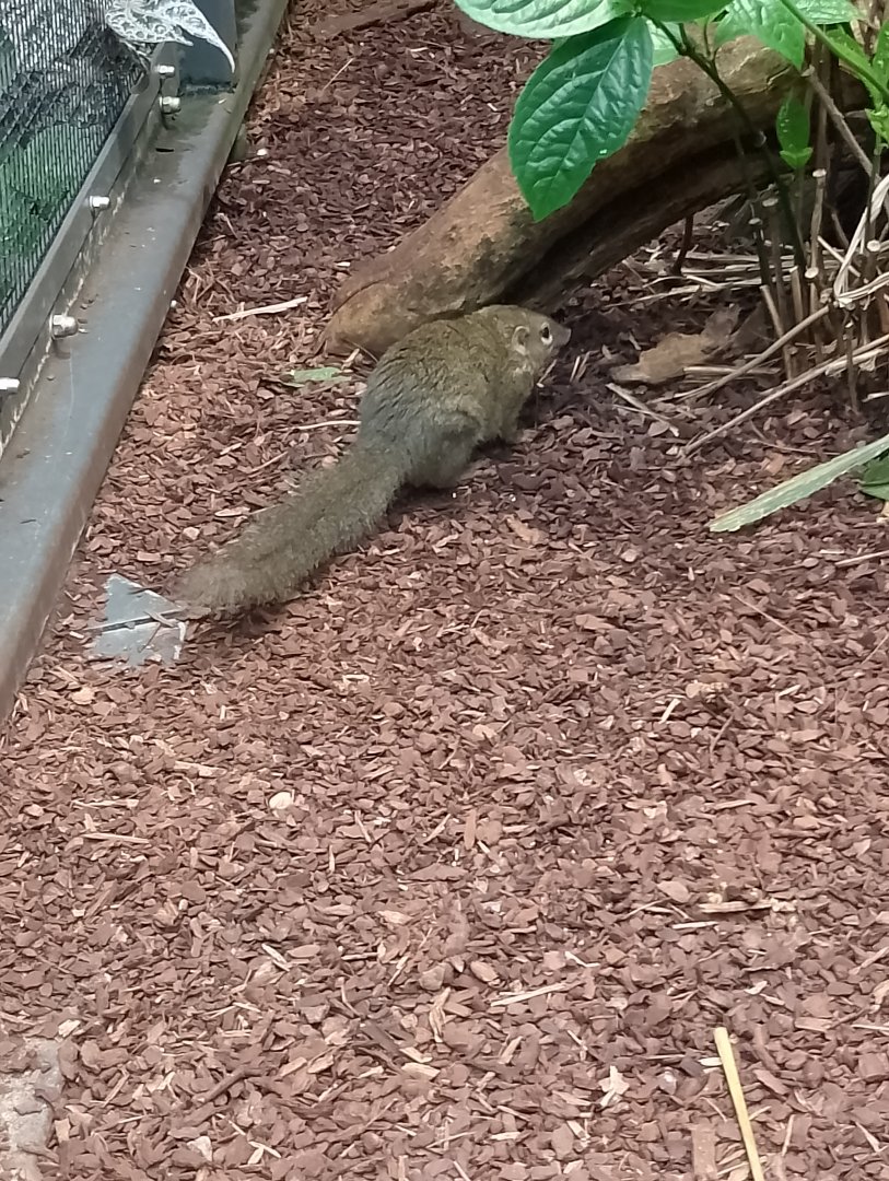Northern tree shrew