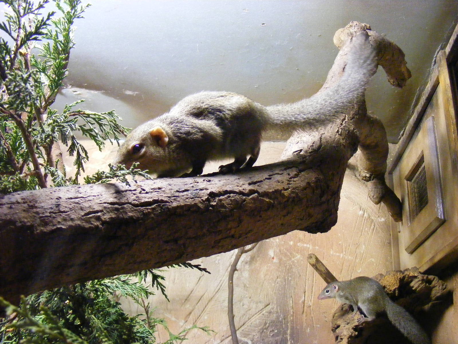Northern tree shrews at Drusillas Park, 20 March 2011