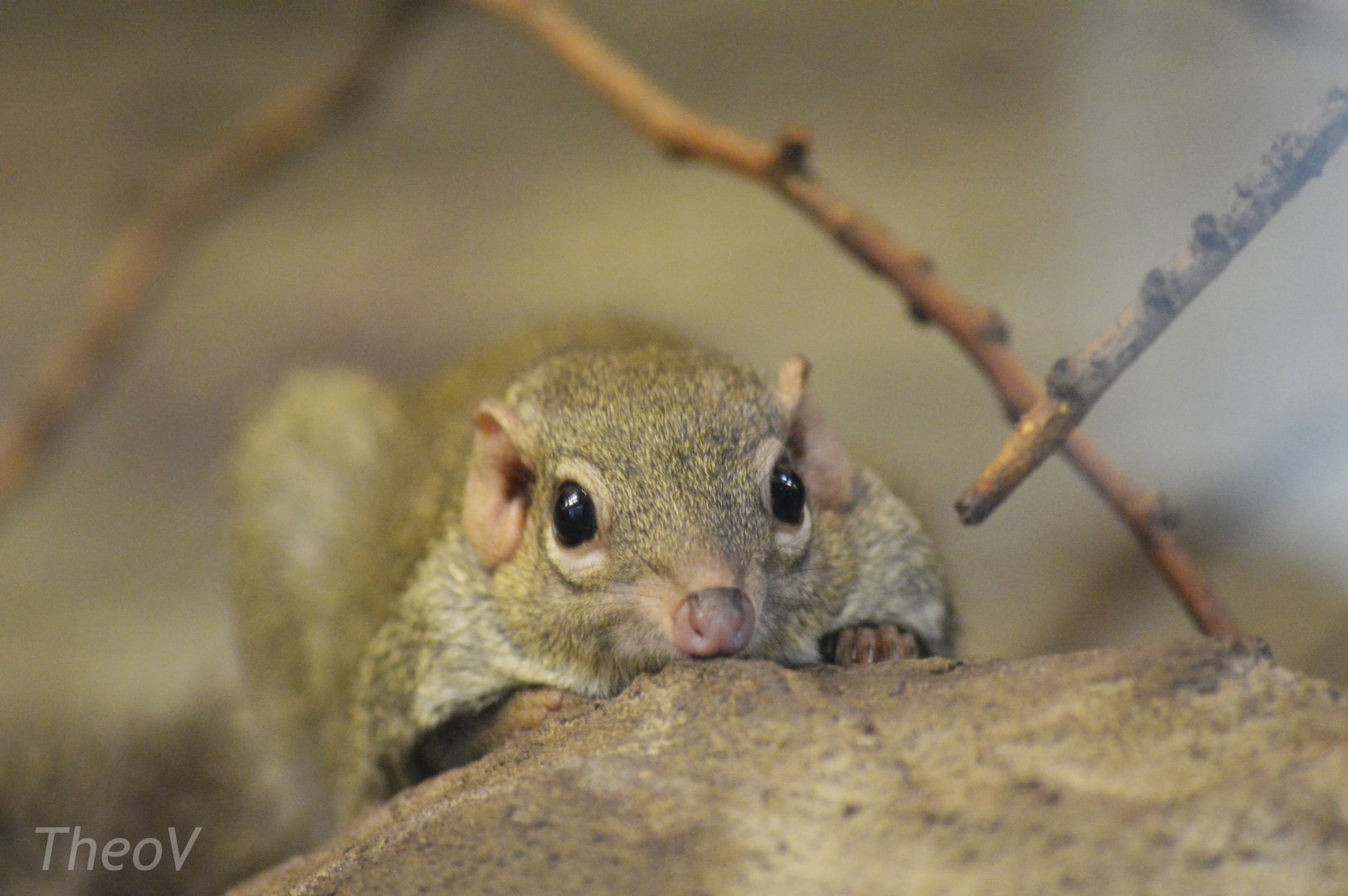 Northern treeshrew [2017]
