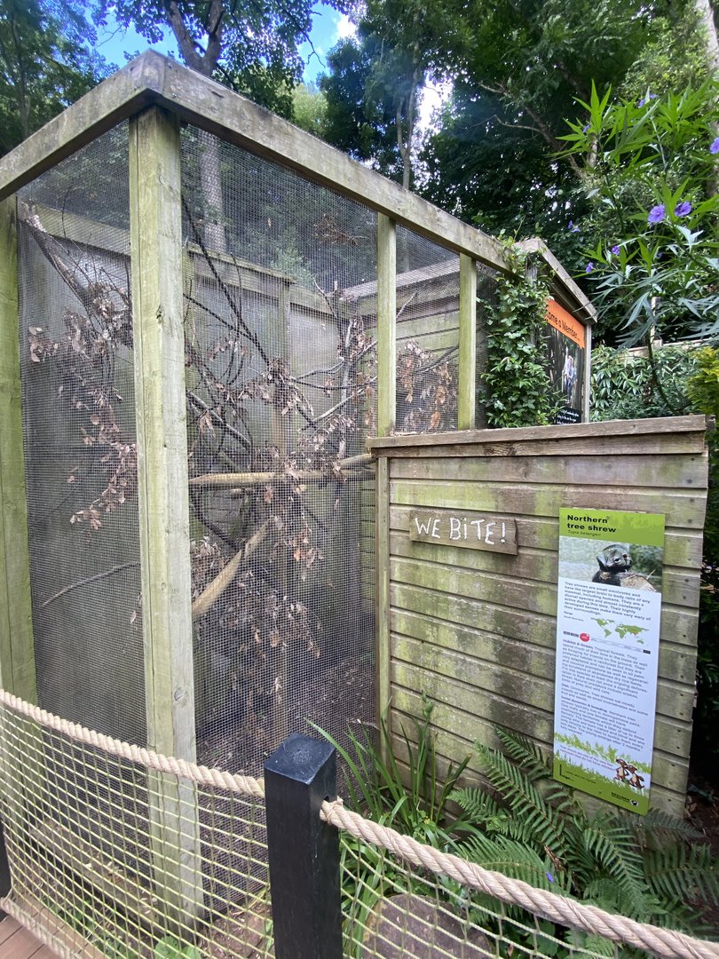 Northern treeshrew enclosure 250623