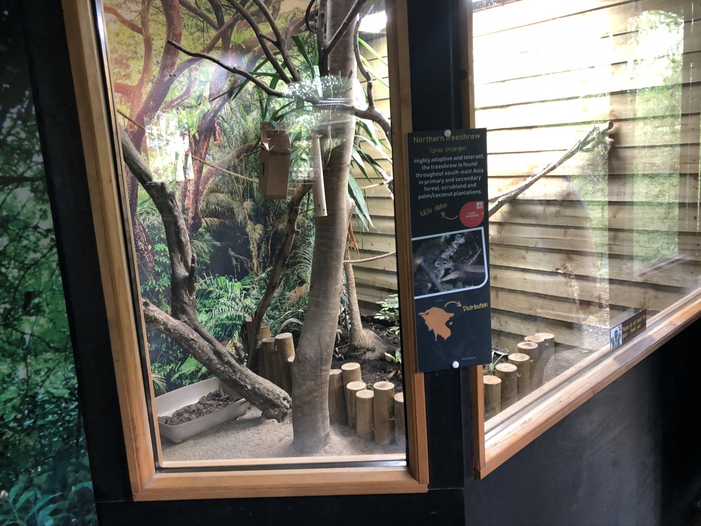 Northern Treeshrew Enclosure at Lakeland Wildlife Oasis (2020)