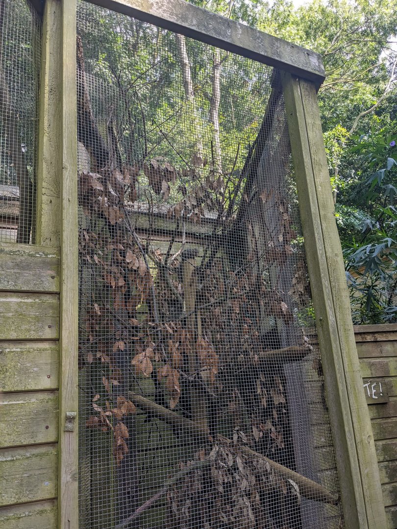 Northern Treeshrew enclosure