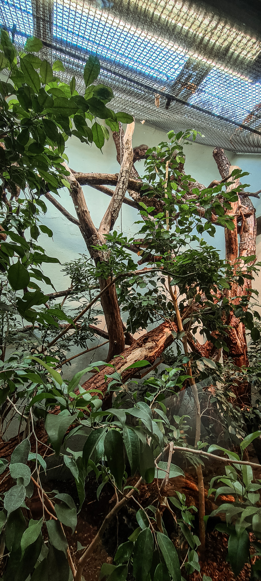 Northern treeshrew enclosure