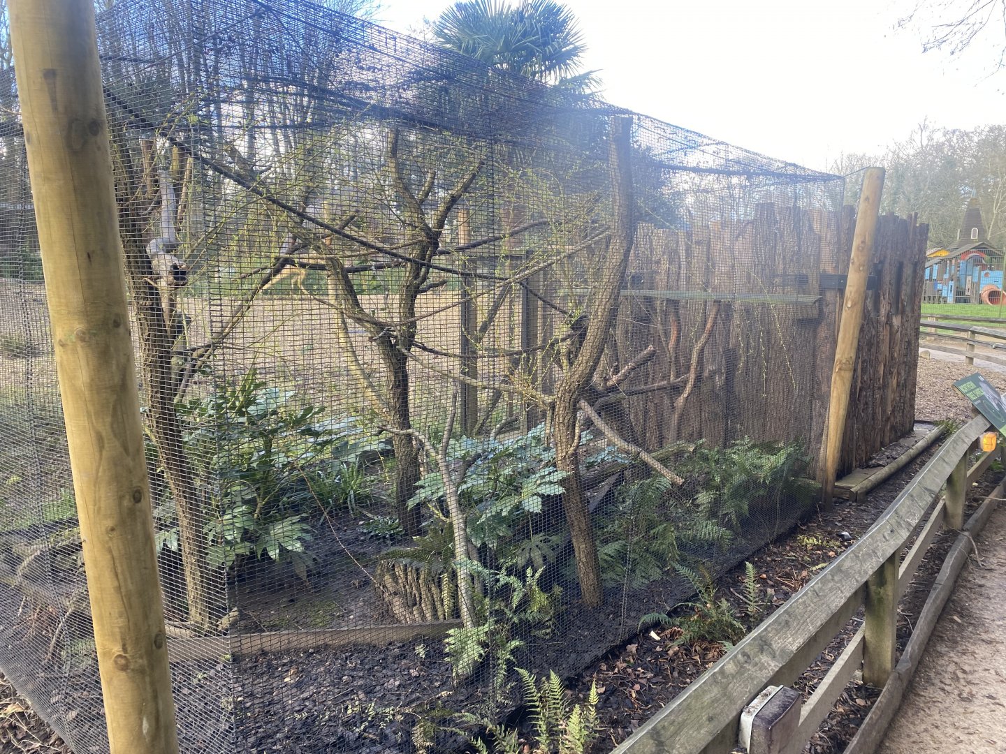 Northern treeshrew exhibit 040324