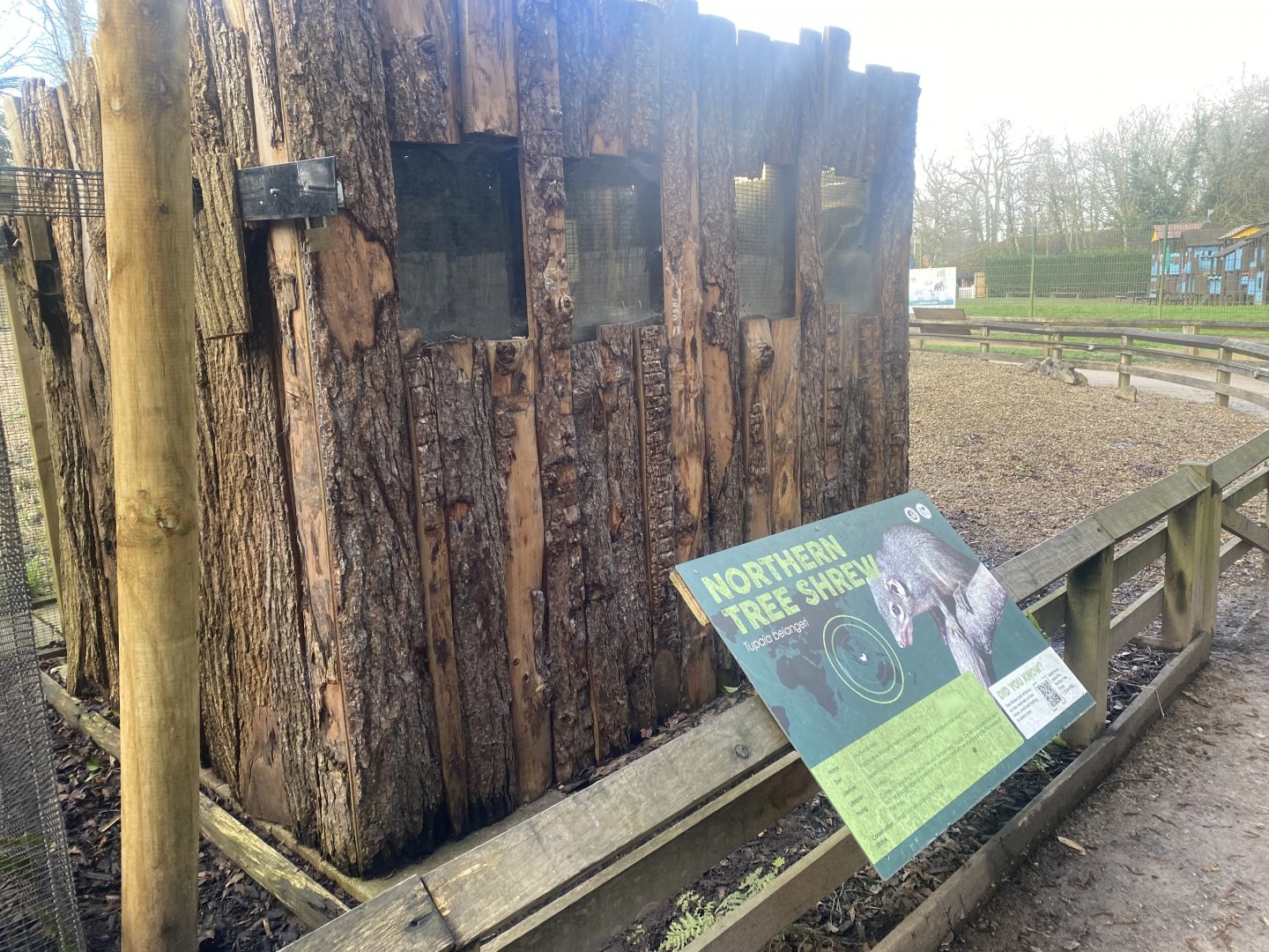 Northern treeshrew exhibit 040324